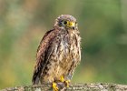 Judy Smith_Wild Kestrel in the Rain.jpg